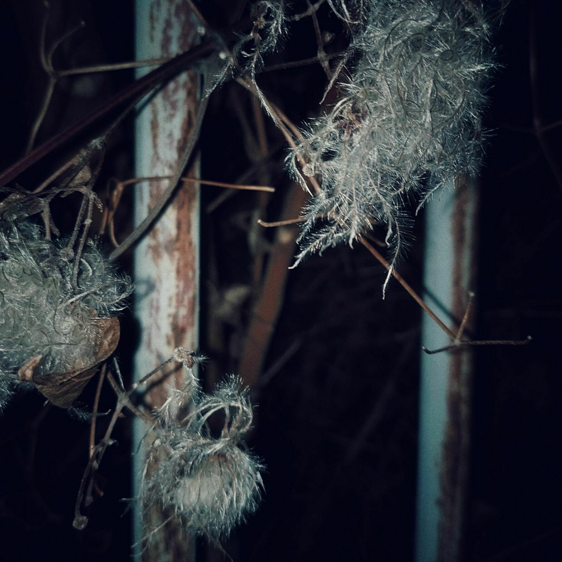 Dried autumn blossoms on a rusty gate.