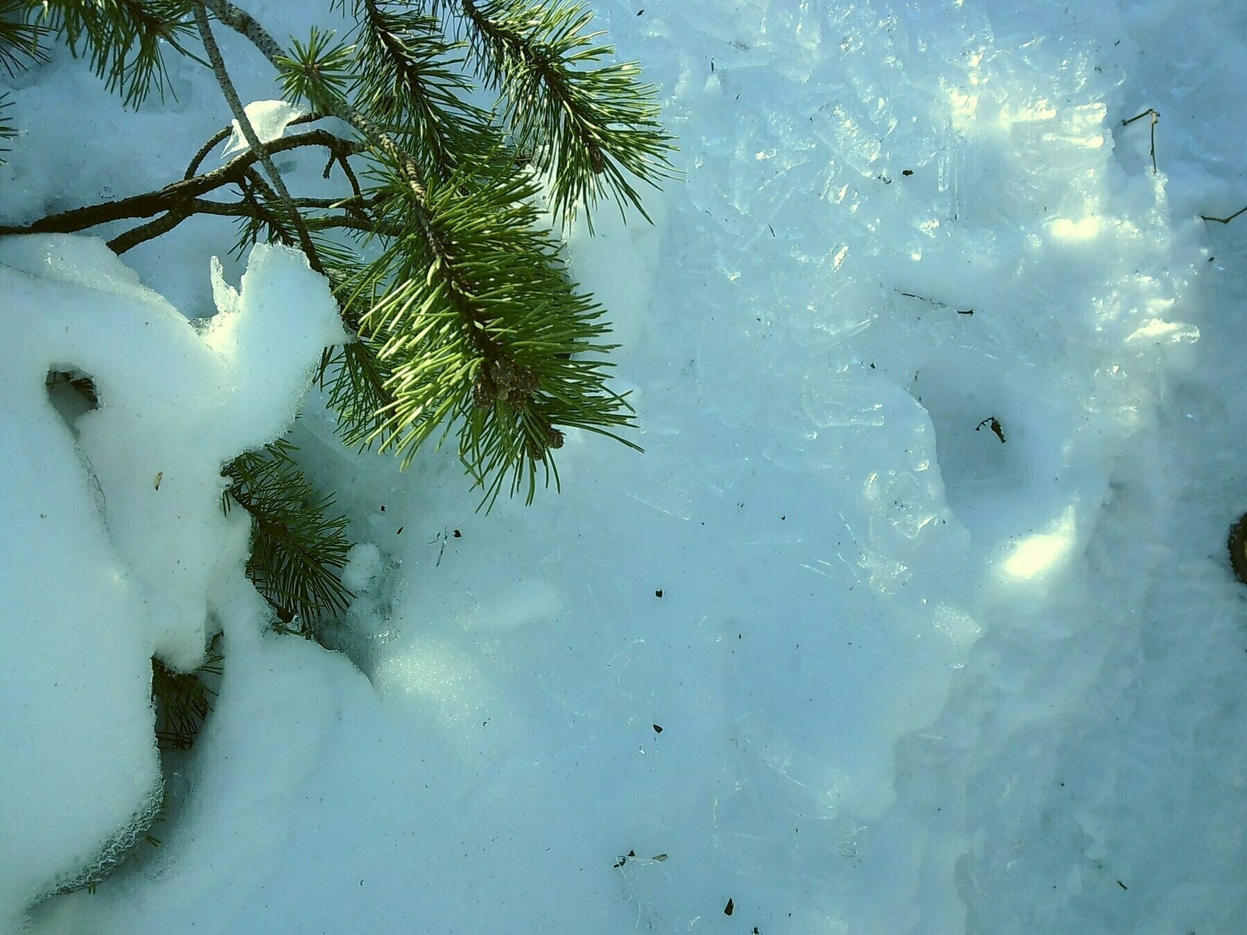 A fir branch, close-up in snow, next to fragments of broken ice.