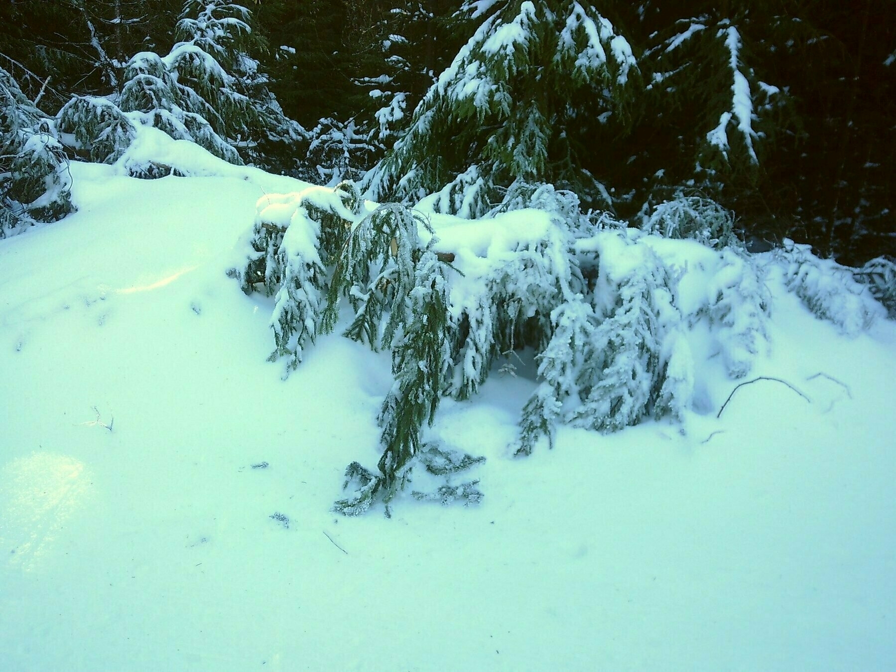 Pine branches heavy with snow.