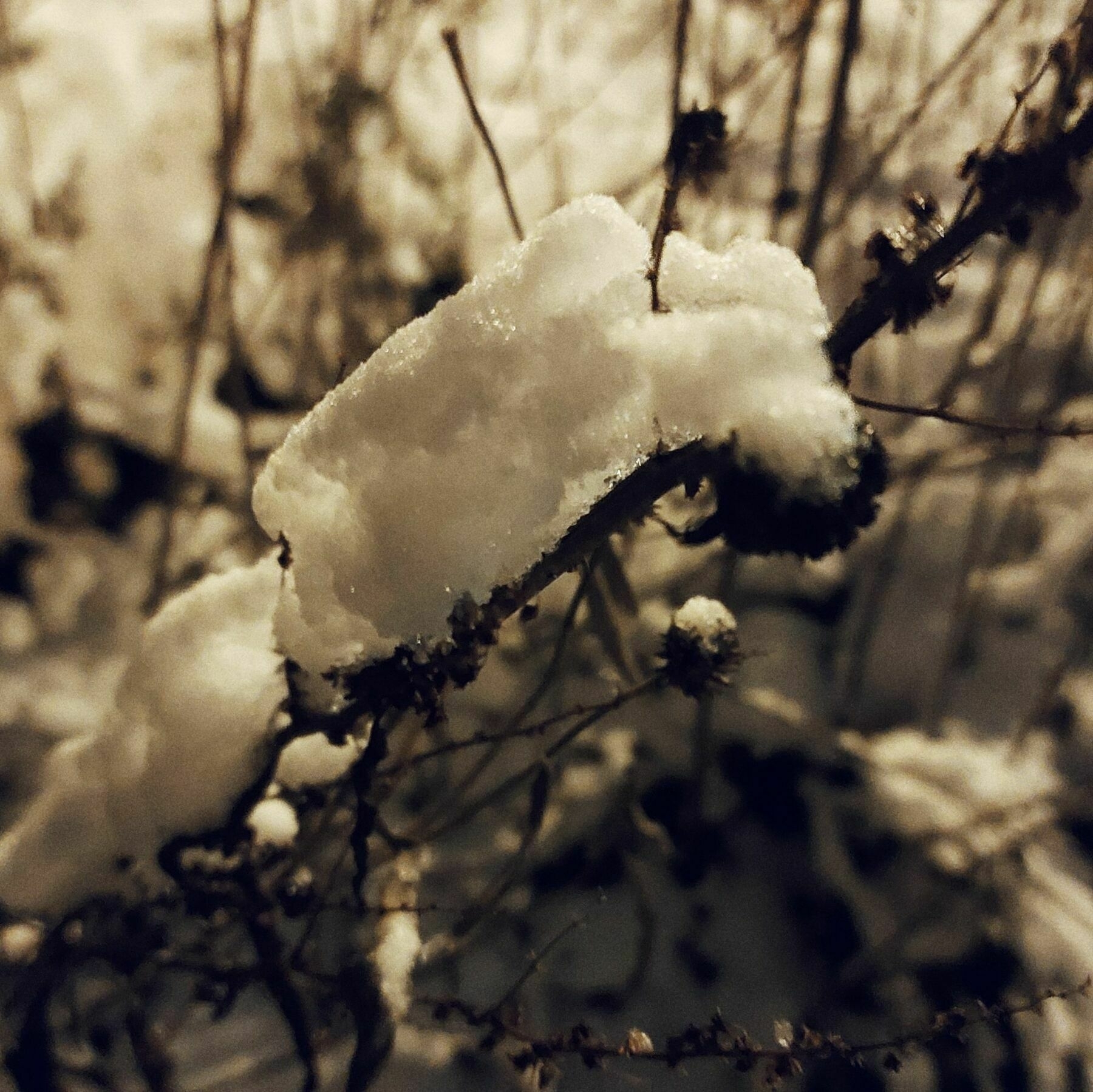 Snow on dried city grass.